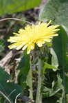 Common dandelion